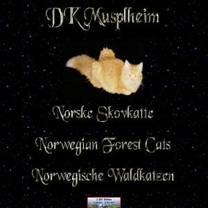 DK Musplheim Norske Skovkatte